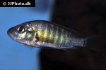 haplochromis melanopterus