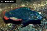 haplochromis nubilus
