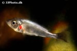 haplochromis pyrrhocephalus
