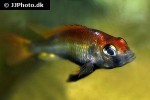 haplochromis pyrrhocephalus