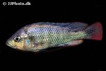 haplochromis rubripinnis