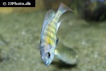 haplochromis species ch44