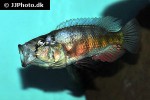 haplochromis species orange rock hunter