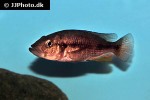 haplochromis species orange rock hunter