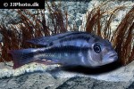 haplochromis species serranus