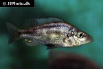 haplochromis species silver stilleto