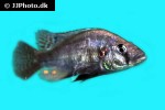 haplochromis species silver stilleto