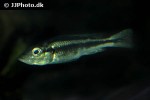 haplochromis thereuterion