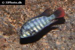 neochromis rufocaudalis