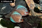 symphysodon aequifasciatus cobalt blue
