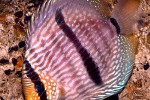 symphysodon discus
