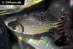 semaprochilodus insignis semaprochilodus insignis