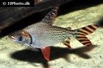 semaprochilodus insignis semaprochilodus insignis