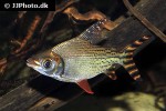 semaprochilodus insignis semaprochilodus insignis