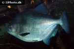 serrasalmus rhombeus serrasalmus rhombeus