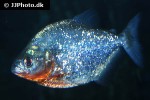 serrasalmus sanchezi serrasalmus sanchezi