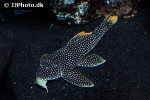 scobinancistrus aureatus scobinancistrus aureatus