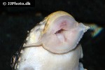 scobinancistrus aureatus scobinancistrus aureatus