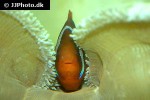 amphiprion frenatus