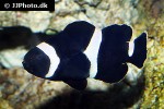 amphiprion ocellaris black