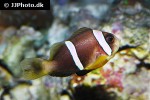 amphiprion omanensis