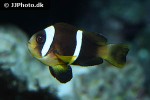 amphiprion omanensis