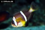 amphiprion omanensis