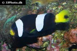 amphiprion polymnus amphiprion polymnus