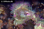 anthopleura elegantissima   aggregating anemone  