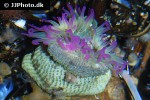 anthopleura elegantissima   aggregating anemone  