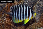 centropyge multifasciata centropyge multifasciata