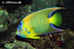 holacanthus ciliaris holacanthus ciliaris