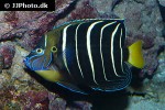 pomacanthus chrysurus pomacanthus chrysurus