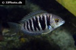 etroplus canarensis etroplus canarensis