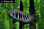 etroplus canarensis etroplus canarensis