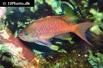 anthias anthias