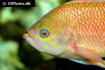 anthias anthias