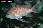 anthias anthias