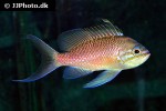 anthias anthias