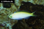 nemanthias bartlettorum nemanthias bartlettorum