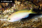 nemanthias bartlettorum nemanthias bartlettorum