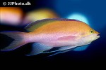 pseudanthias bicolor