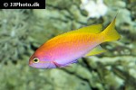 pseudanthias bimaculatus