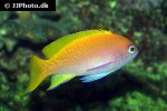 pseudanthias bimaculatus