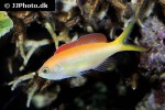 pseudanthias dispar