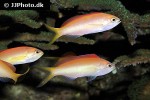 pseudanthias dispar