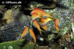 pseudanthias dispar