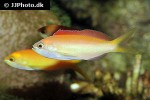 pseudanthias dispar