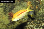 pseudanthias fasciatus