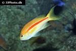 pseudanthias fasciatus